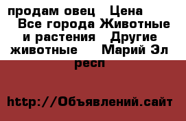  продам овец › Цена ­ 100 - Все города Животные и растения » Другие животные   . Марий Эл респ.